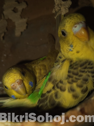 ডিম বাচ্চাসহ রানিং পাখি